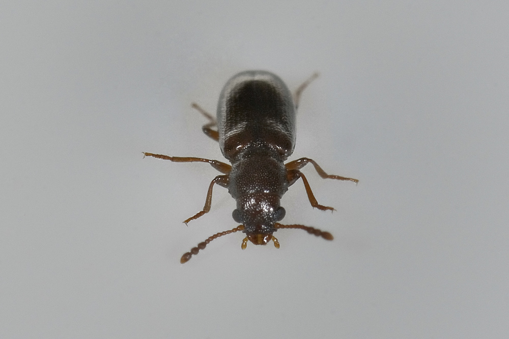 Lissodema cursor - Salpingidae